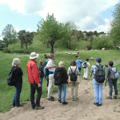 Gruppenfoto bei einer Exkursion des Fördervereins, im Hintergrund eine mit Schafen beweidete Wiese mit Bäumen.