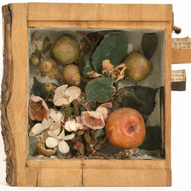Innenansicht eines Holzbuches - Apfelbaum.