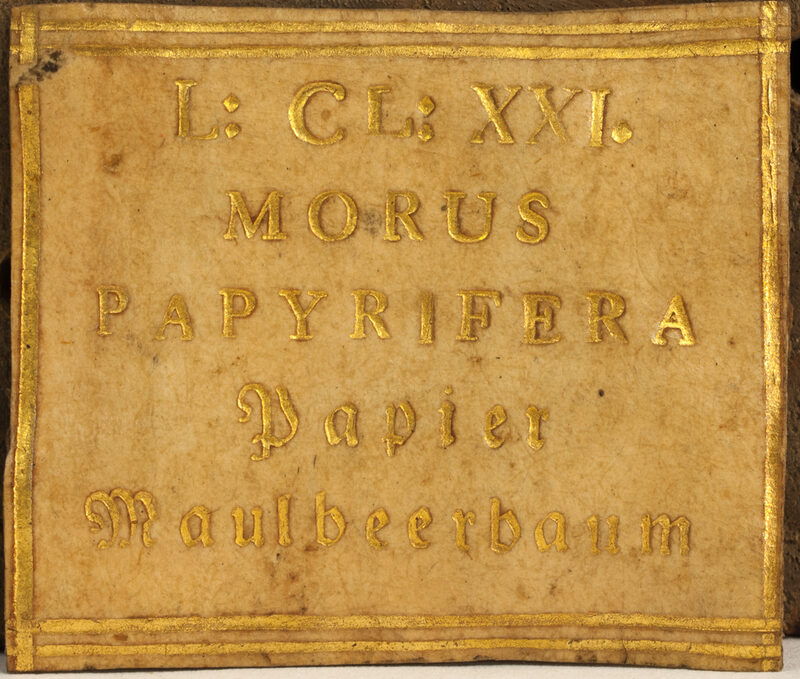 Nahaufnahme des Etiketts eines Holzbuches der Schildbach'schen Holzbibliothek. In goldenen Lettern ist zu lesen: L: CL: XXI. Morus papyrifera Papier Maulbeerbaum.