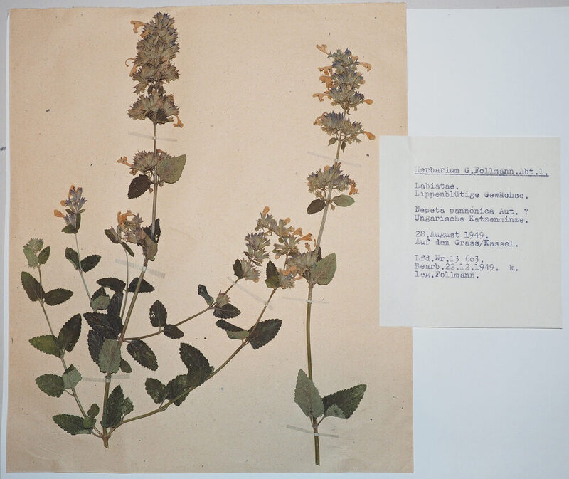 Ein einzelner mit einem Etikett versehener Herbarbeleg aus dem Herbarium Follmann. Die getrocknetet Pflanze Nepeta pannonica ist mit kleinen Papierstreifen auf einen Bogen Papier geklebt.