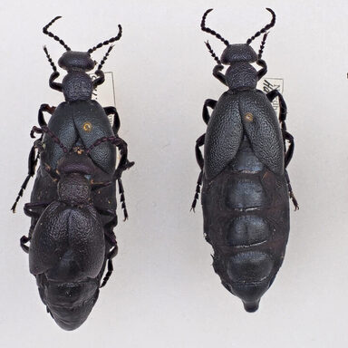 Nahaufnahme von drei genadelte Ölkäfern. Die Käfer sind schwarz und haben verkürzte Flügeldecken.