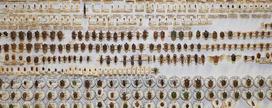 Ausschnitt mit vielen genadelten und etikettierten Wanzen in einem Insektenkasten.