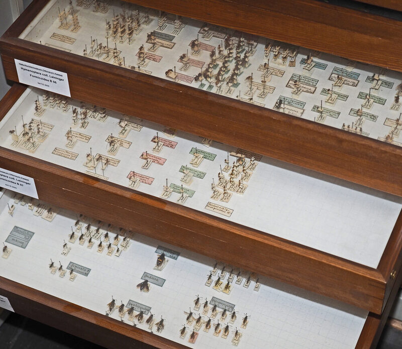 Nahaufnahme auf drei Insektenkästen aus der Sammlung des Naturkundemuseums. Die Kästen sind jeweils einige Zentimeter versetzt herausgezogen, damit man die genadelten Insekten sehen kann.