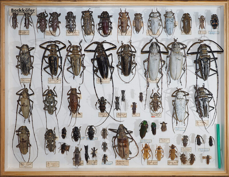 Genadelte Präparate von großen, exotischen Bockkäfern aus der "Alten Museumssammlung" in einem Insektenkasten.