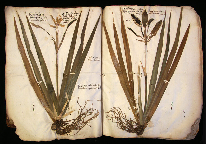 Aufgeschlagener Band des Herbariums Ratzenberger. Auf einer Doppelseite sind zwei getrocknete Pflanzen aufgeklebt.