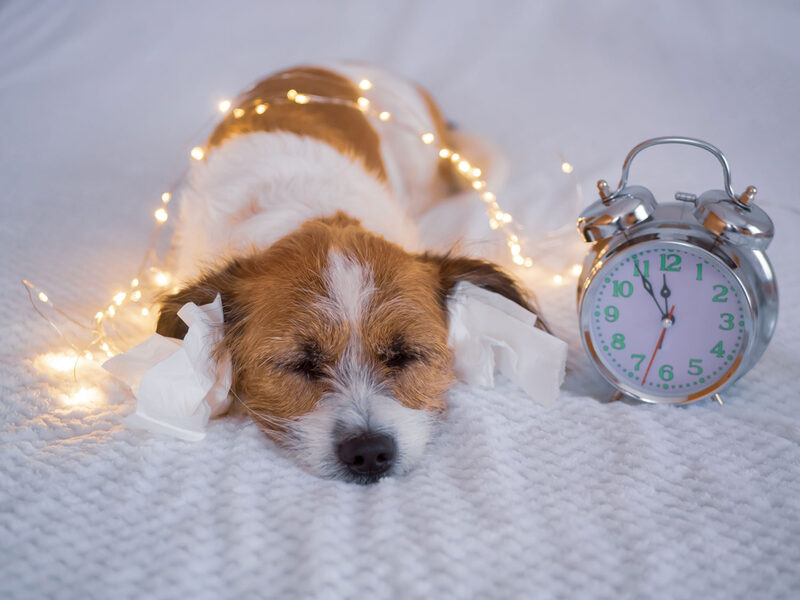 Silvester, Countdown - Kleiner Terrierhund mit Papiertaschentuch im Ohr und Lichterkette auf einem Bett