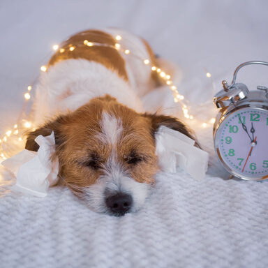 Ein schlafender Hund mit Lichterkette und einer Uhr