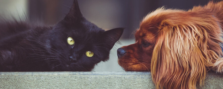 Schwarze Katze und brauner Hund.