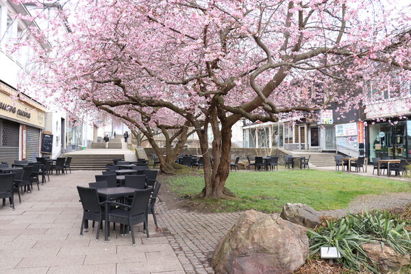 Kirschblüten in der Treppenstraße