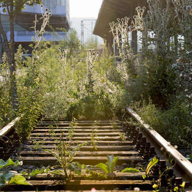Pflanzen im Gleisbett von Gleis 1 im Kasseler Kulturbahnhof