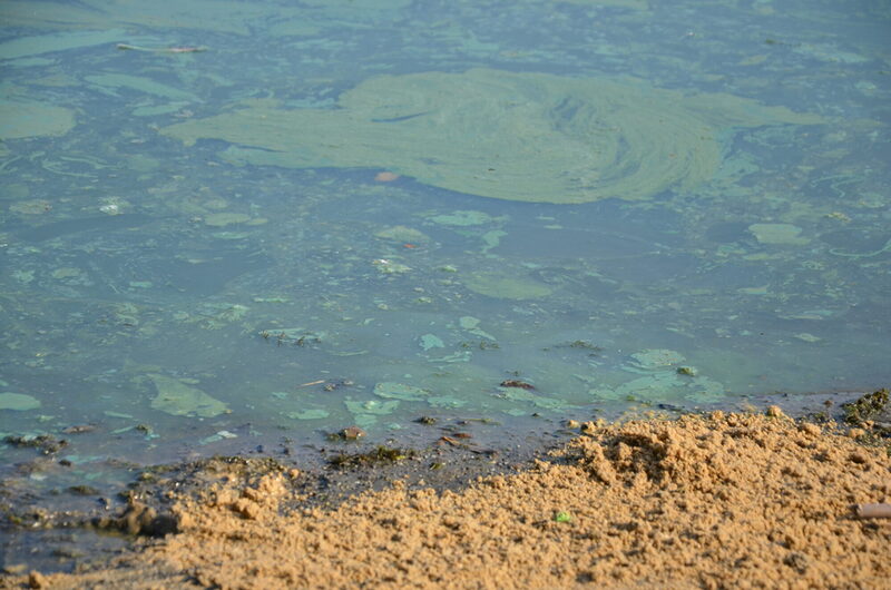 Blaualgen ziehen Schlieren im Buga-See
