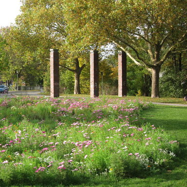 Blick auf die Blühwiese im Nordstadtpark