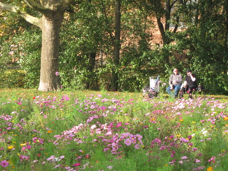 Blühwiese im Nordstadtpark