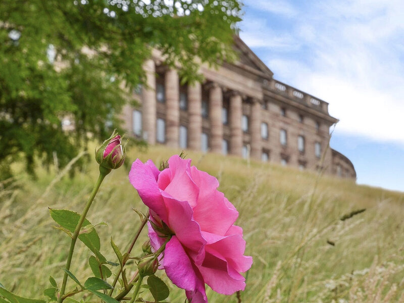 Rose mit Schloss Wilhelmshöhe im Hintergrund