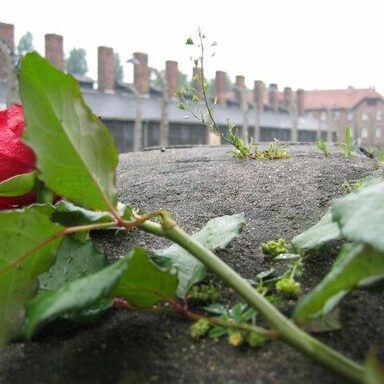 Eine Rose vor dem Konzentrationslager Auschwitz: Der 27. Januar steht im Zeichen des Gedenkens an die Opfer des Holocaust.