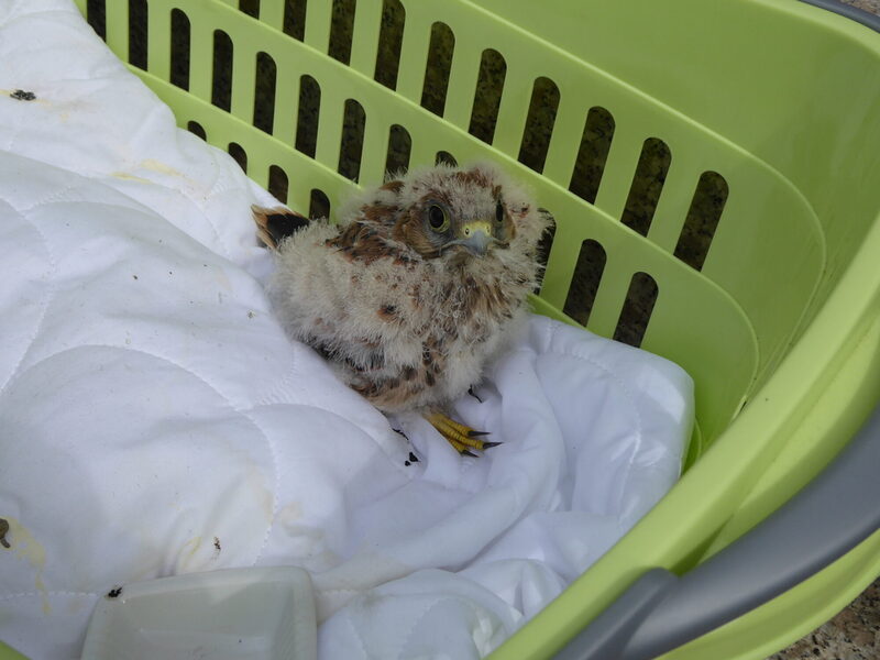 Ein geretteter Turmfalke, der aus einem Nest gefallen war und gerettet wurde, sitzt in einem Wäschekorb
