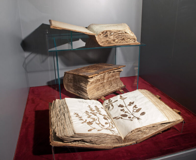 Das Herbarium Ratzenberger in der historischen Dauerausstellung auf rotem Samt drapiert