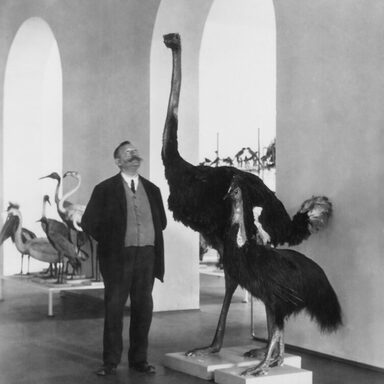 Schwarz-Weiß-Foto aus der Dauerausstellung nach der Wiedereröffnung 1929. Alter Herr schaut zu Strauß und Kasuar auf.