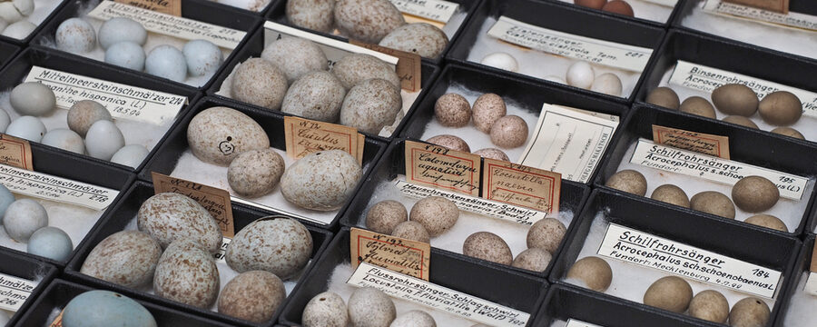 Die Ochs'sche Eiersammlung - viele Vogeleier in kleinen Kästchen mit Beschriftung.