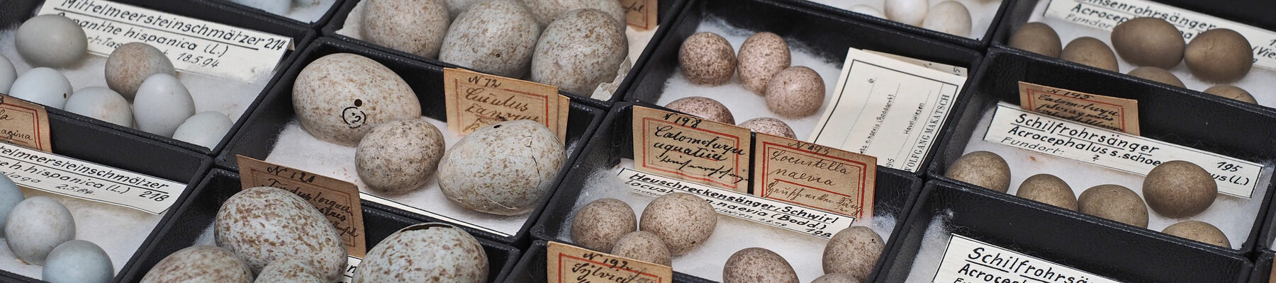 Die Ochs'sche Eiersammlung - viele Eier in kleinen Kästchen mit Beschriftung
