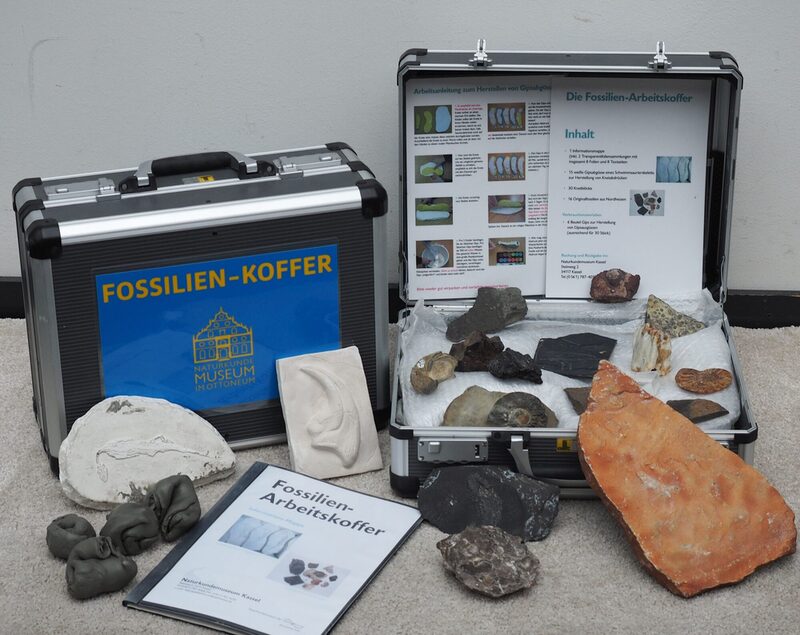 Geöffneter Koffer mit Fossilien aus der Region Kassel