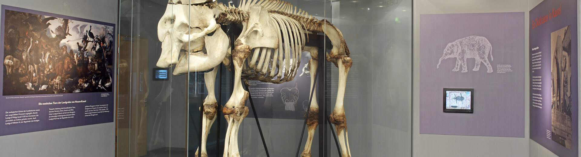 Eine Montage des Skeletts des Goethe-Elefanten, die in einer Vitrine ausgestellt ist.