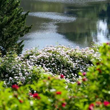 Roseninsel im Bergpark Wilhelmshöhe im dem See Lac im Hintergrund