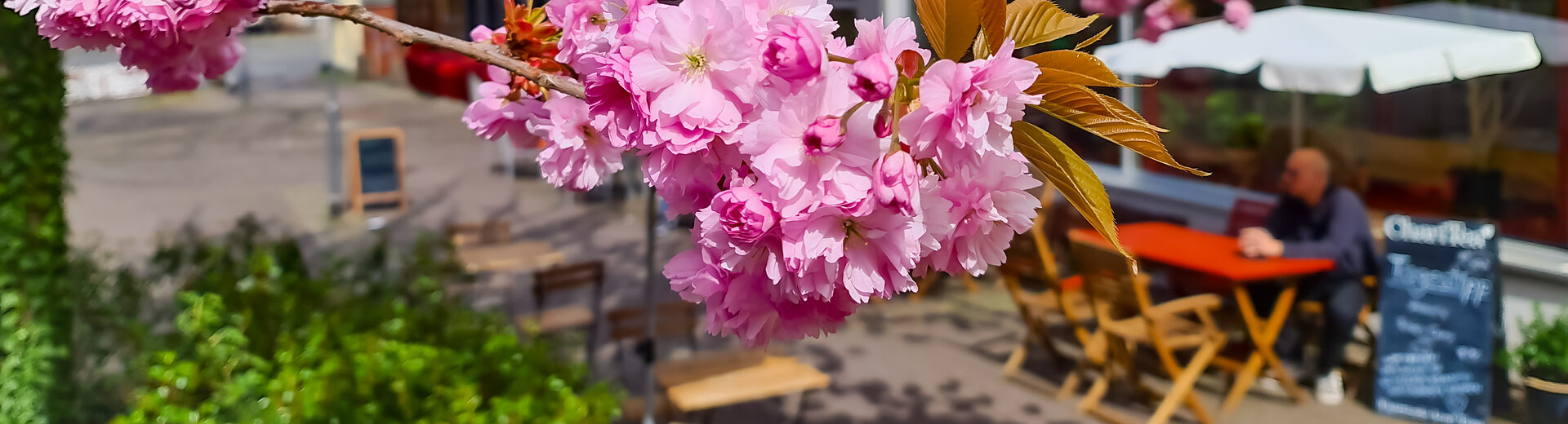 Frühlingsblüten und Café im Hintergrund im Ortsteil Wehlheiden